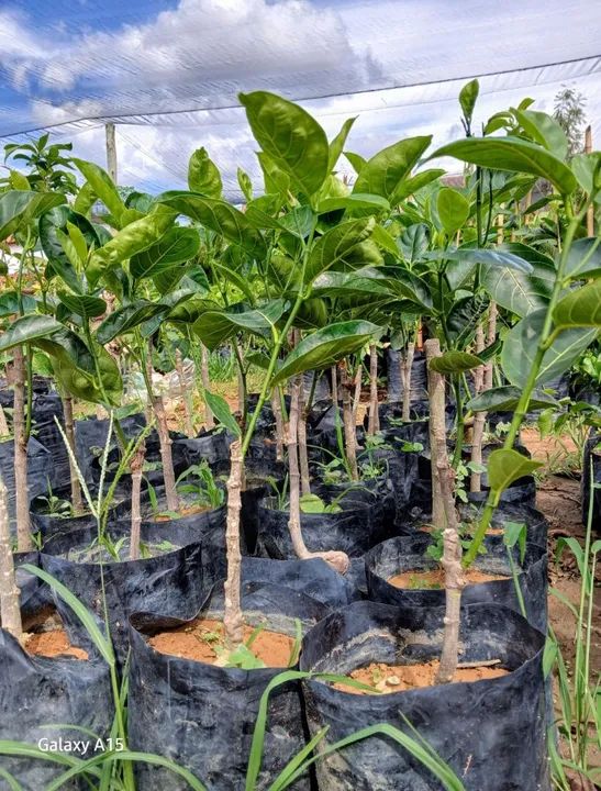 Mudas de Jaca enxertada Pronta para o Plantio