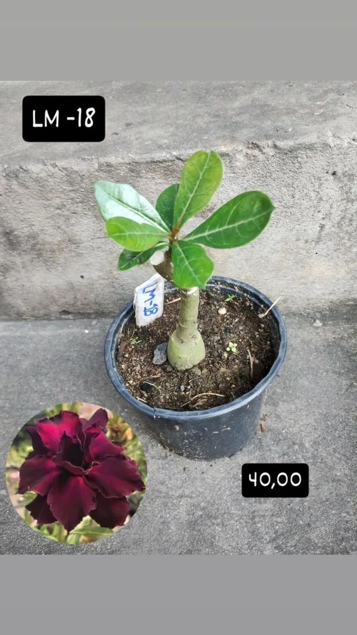 Mudas de Rosa do Deserto Enxertadas Promoção  - Foto 3