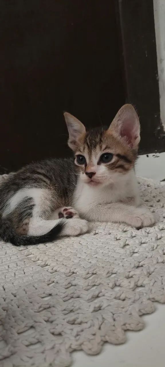 Gatinho filhote para adoção