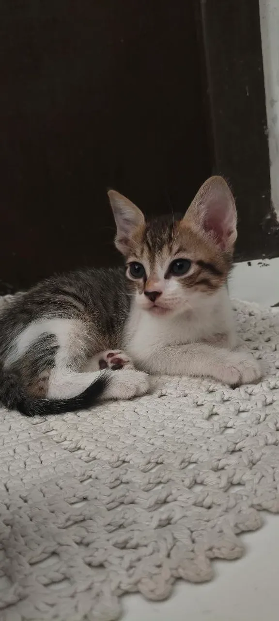 Gatinho filhote para adoção