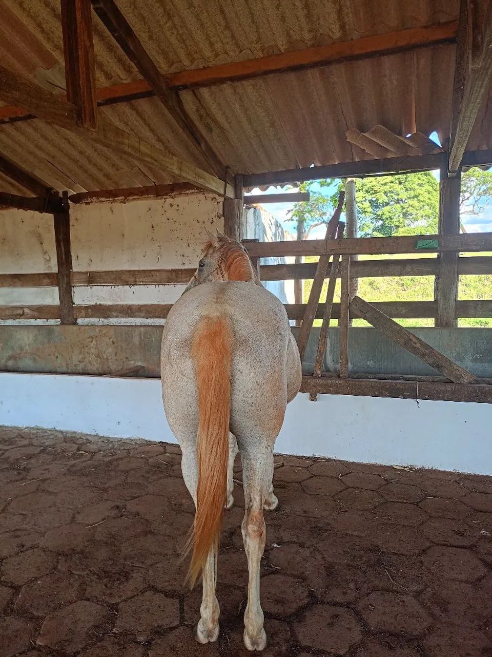 Égua 3/4 a venda  - Foto 4