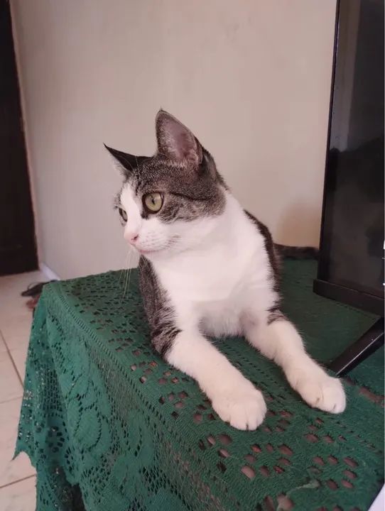 Gata branca e cinza para adoção - Foto 2