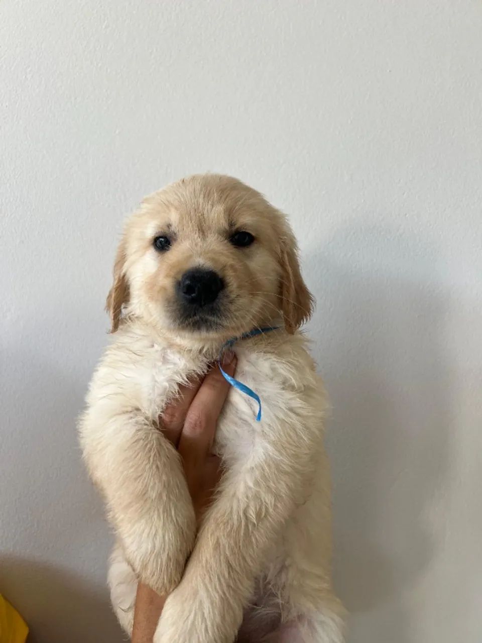 Golden retriver nitido 