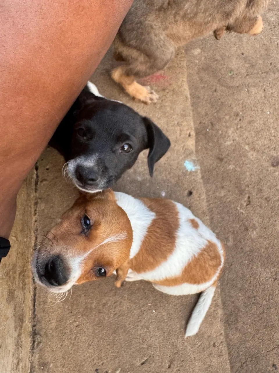 Dois filhotes fofinhos para adoção!