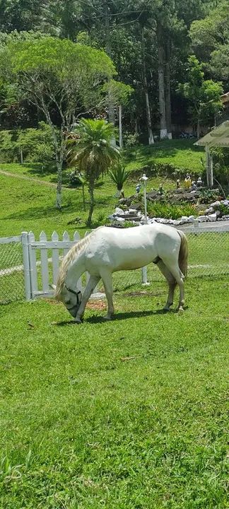 Cavalo Branco para Venda - Foto 2