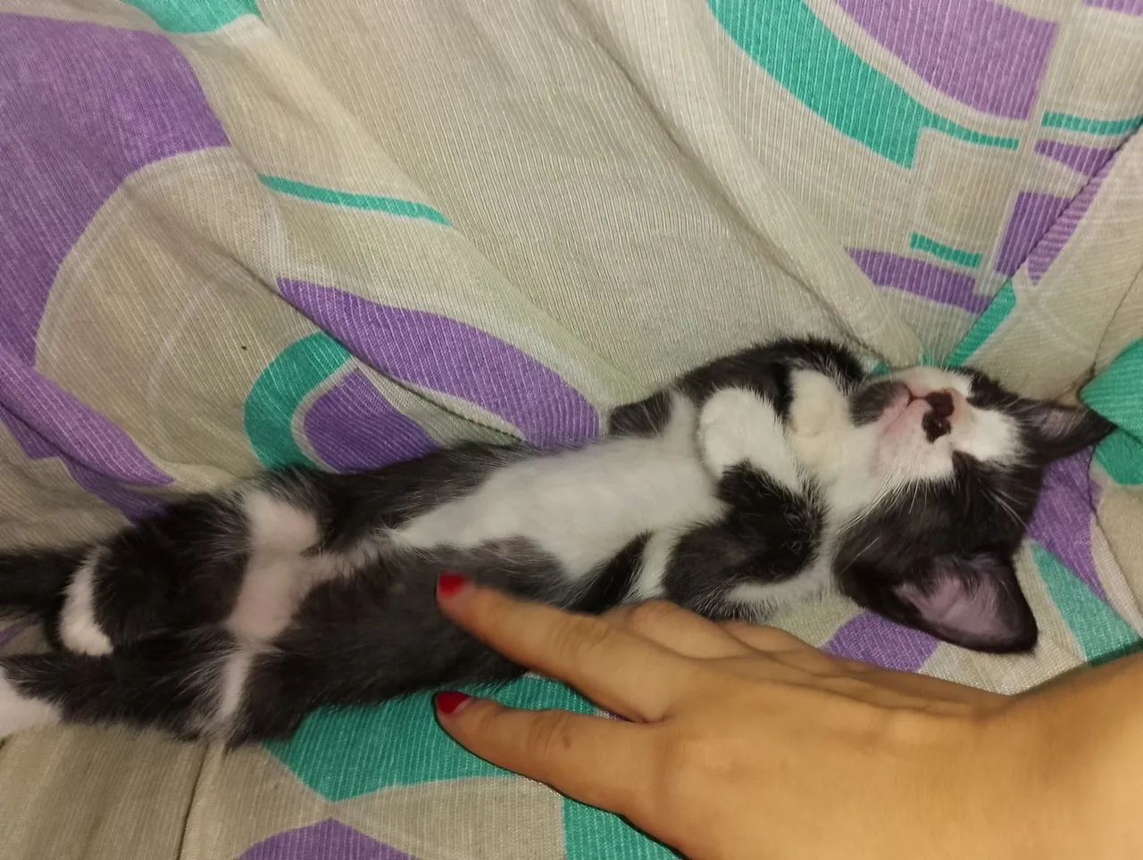 Doação de gatinha filhote - Foto 2