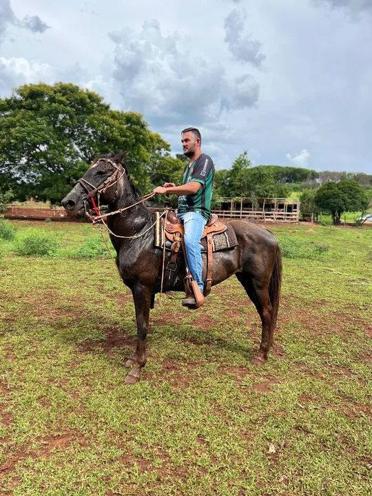 Vendo égua de laço boa pra lida de gado  - Foto 2
