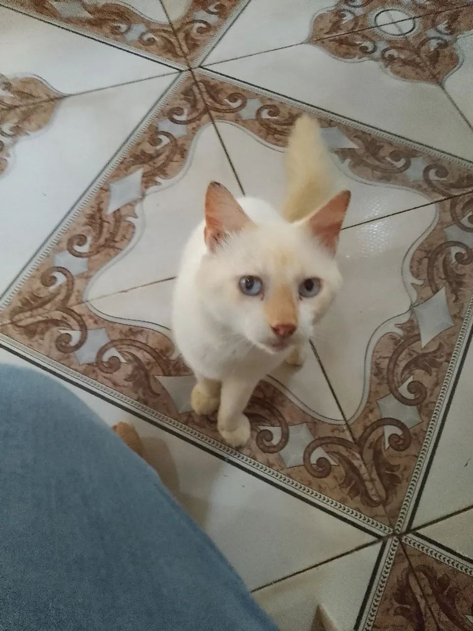 Gatinho branco e fofo para adoção - Foto 3