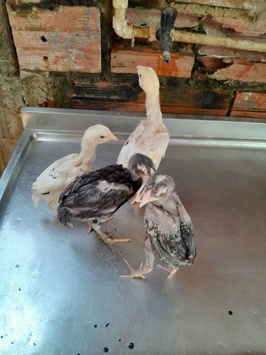 Pintos de raça  - Foto 2