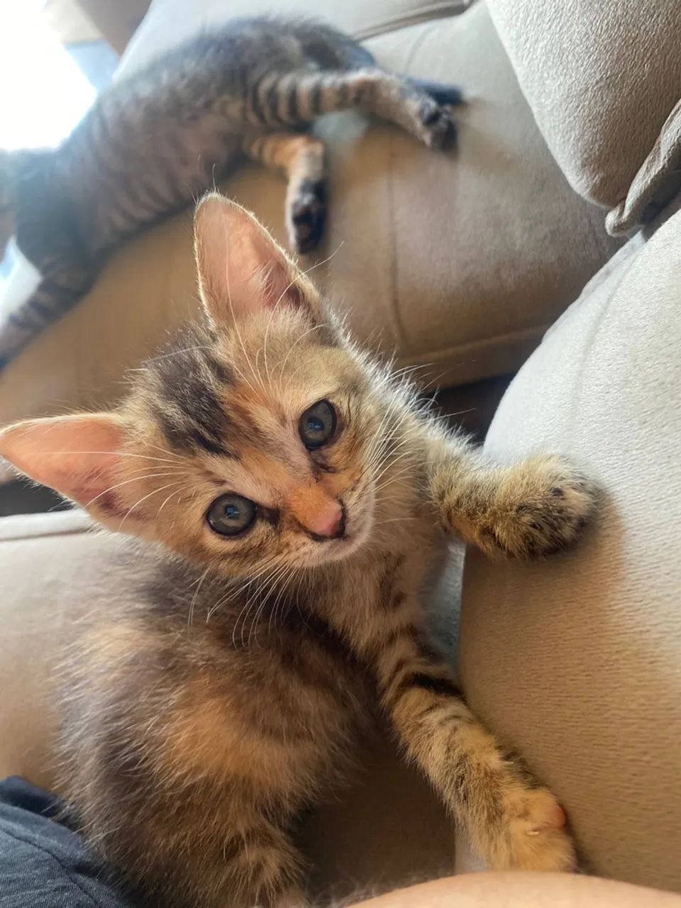 Gatinha abandonada para doação  - Foto 3