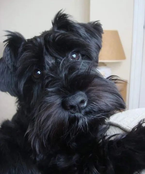 Filhotes Fêmeas Schnauzers  - Foto 4