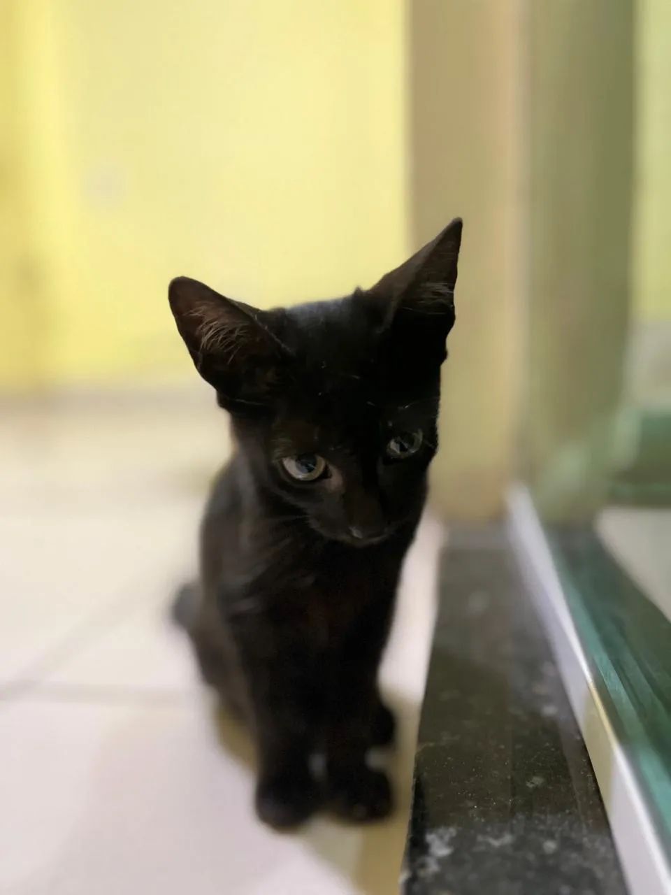 Filhote de gato preto - Foto 2