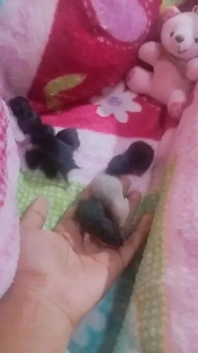 Filhotes de hamster - Lindos e Carinhosos