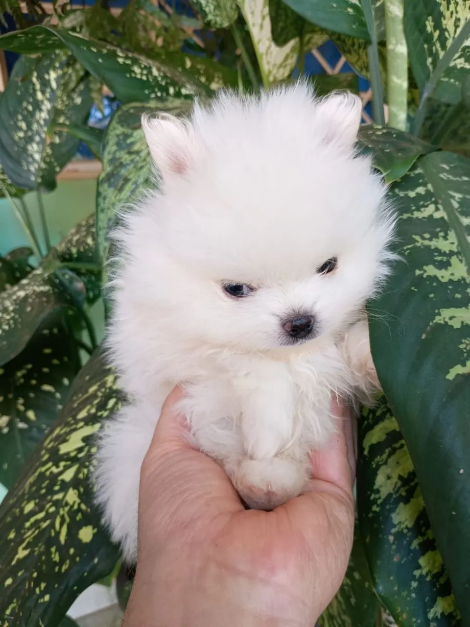 Filhote de Spitz Alemão - Uma Bolinha de Pelúcia!