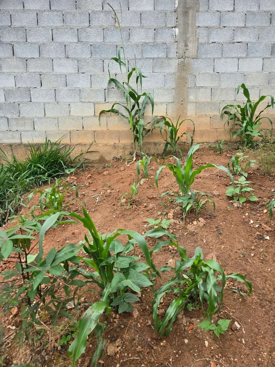 Terreno  - Foto 3