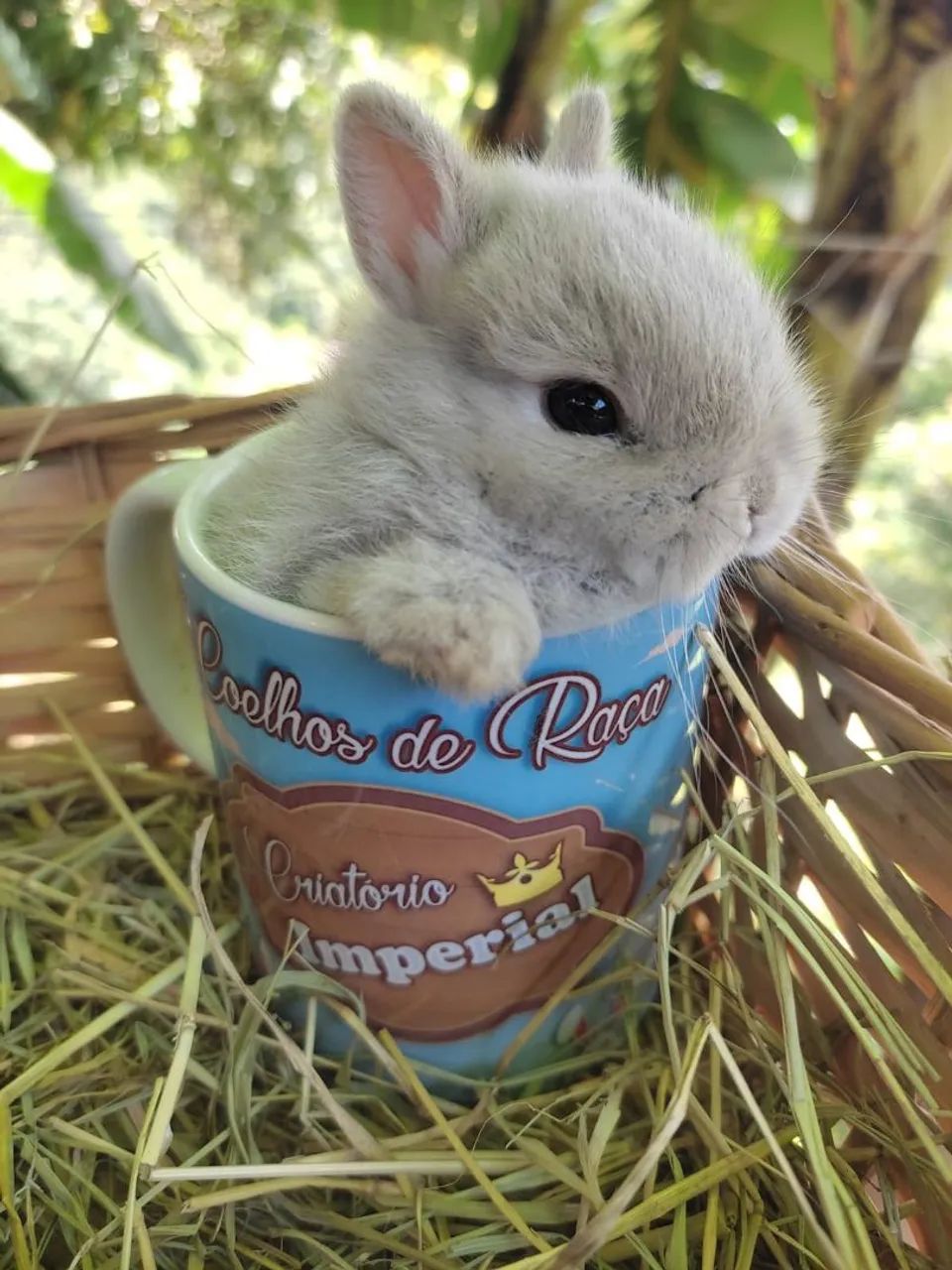 Coelhos PET - do Menor ao Maior do Mundo (Criatório legalizado) - Foto 4