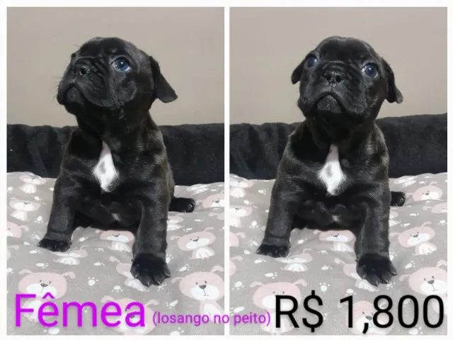 Filhotes de Bulldog Francês.