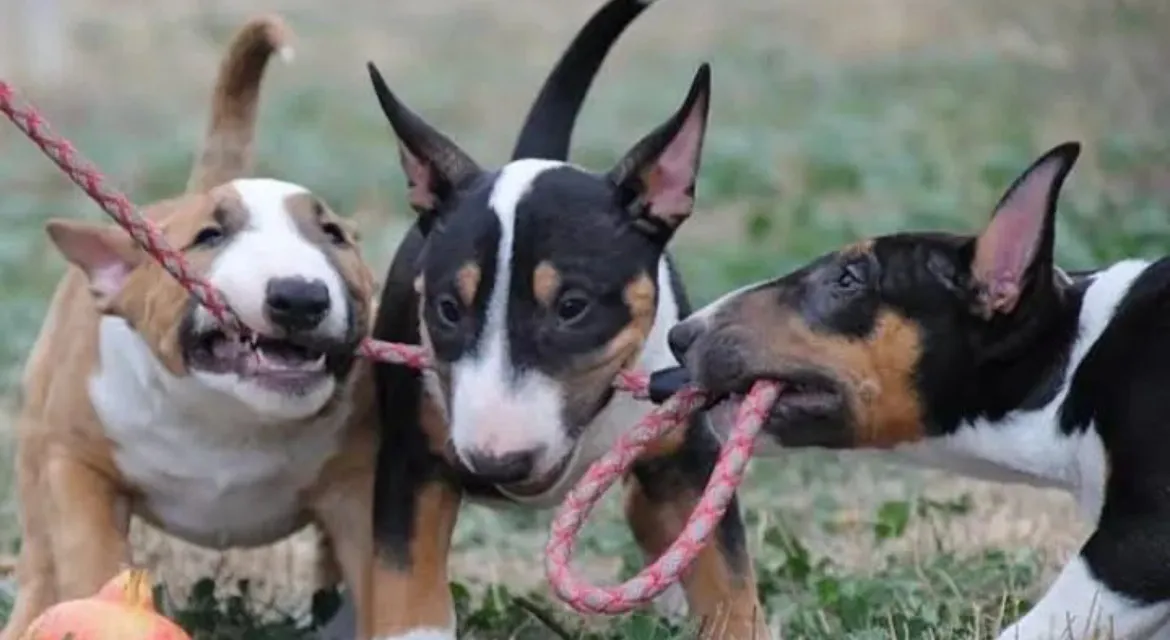 Bull Terrier Macho
