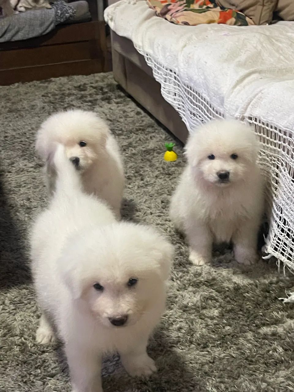 Pastor Maremano  - Foto 5