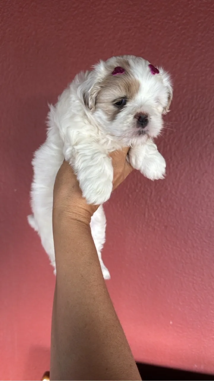 Shitzu mini 750 macho e 1.600 fêmea aceito cartão