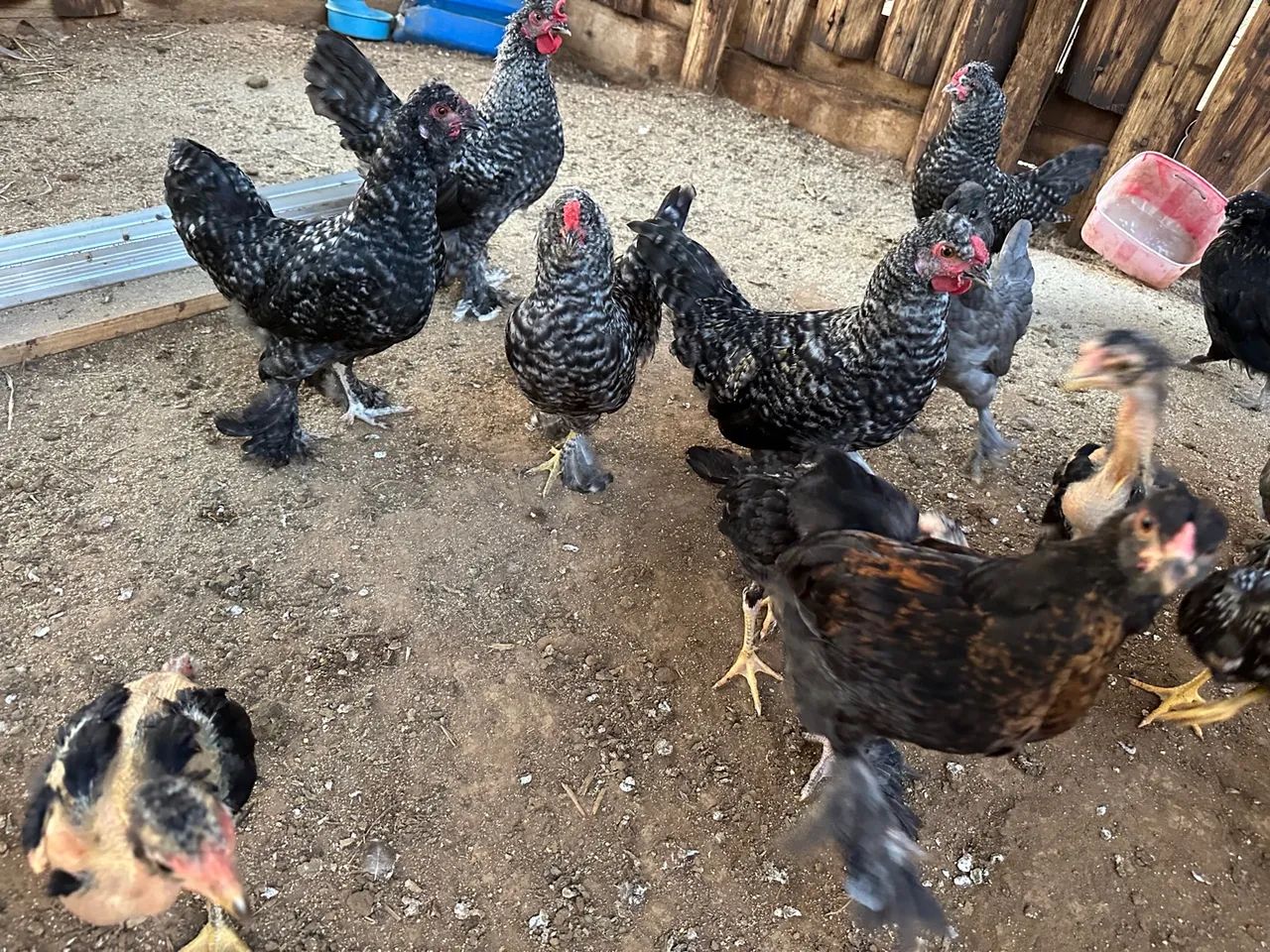 Variedades de galinhas e franguinhas  - Foto 3