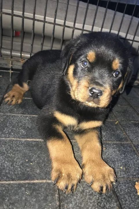 Rottweiler Legítimo