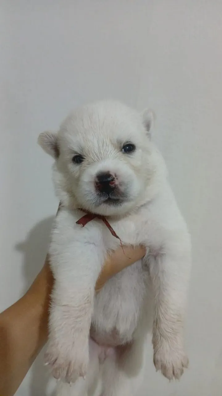 Filhote de Husky Siberiano