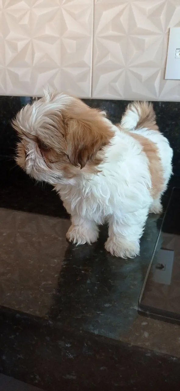 Filhote de Shih tzu