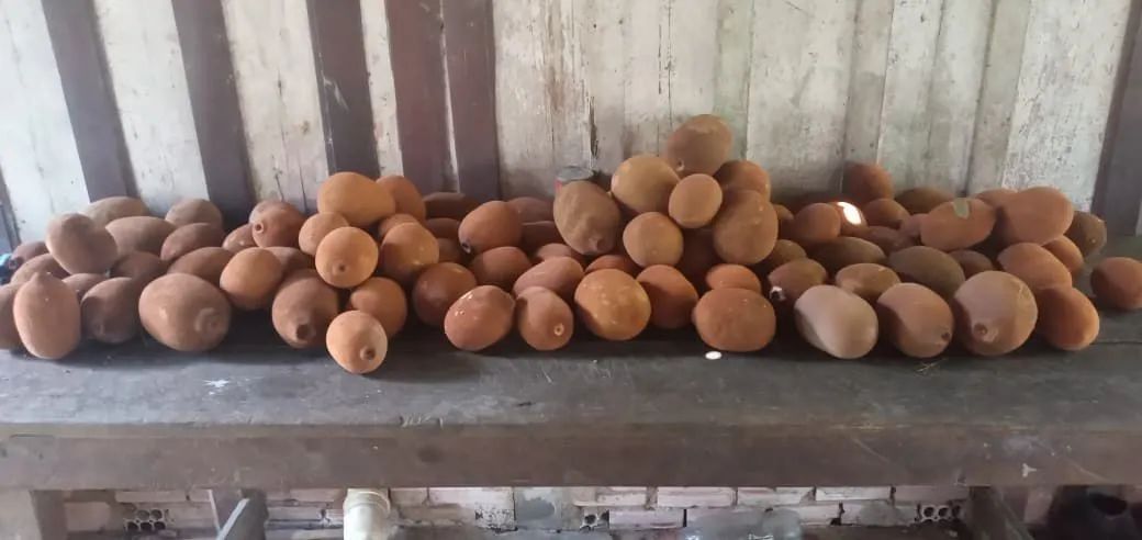 Cupuaçu 100% Natural retirada no local - Foto 4
