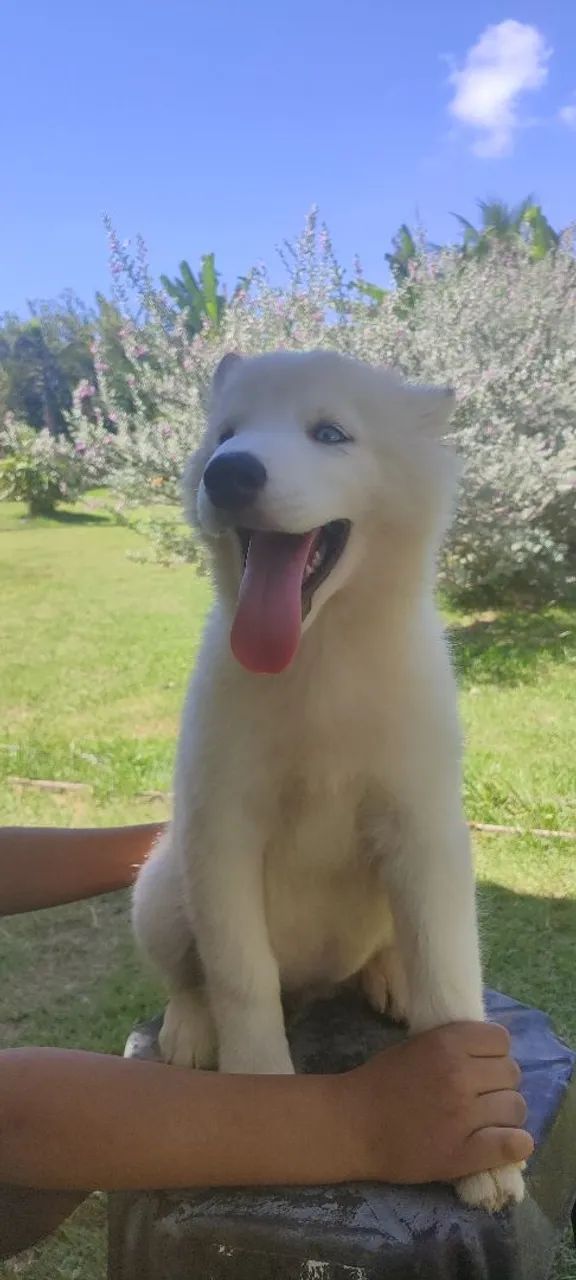 Husky Siberiano - Filhotes lindos  - Foto 2