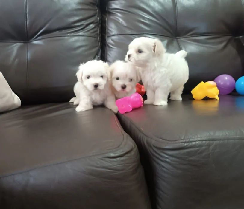 Maltês macho Bay face  - Foto 2