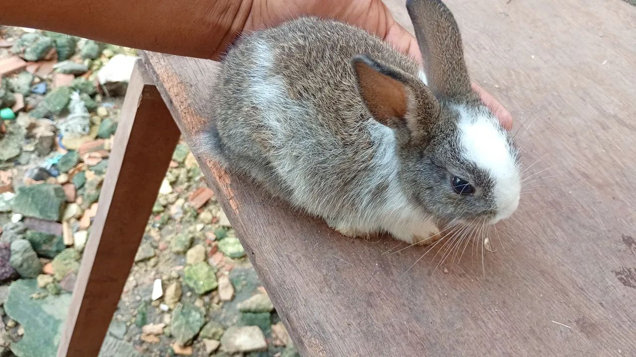 Rabbit64961612267651121