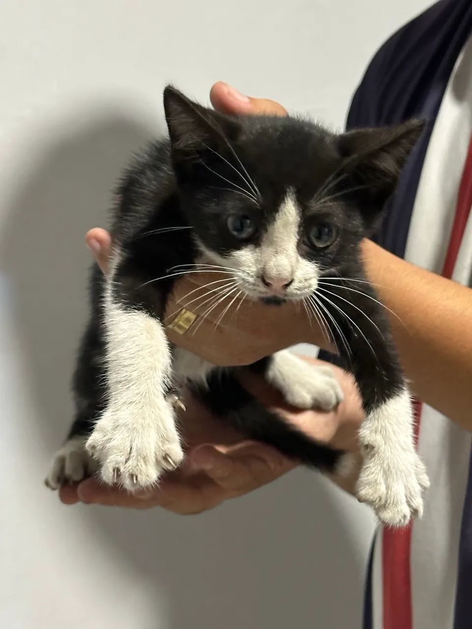 ADOÇÃO! GATO FILHOTE FRAJOLA ( MACHO )