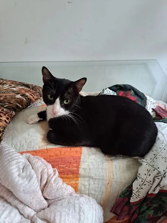 gato macho preto e branco - Foto 2