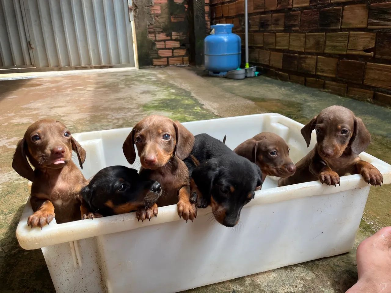 Filhotes de Dachshund - Foto 5