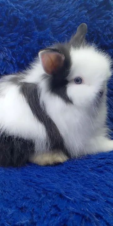 Coelhinhos várias raças de minis e anão(ZAP na descrição do anúncio)