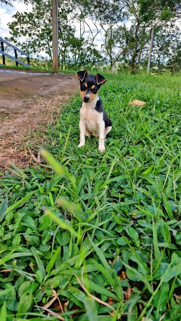 Filhote fêmea de Terrier Brasileiro (Fox Paulistinha)