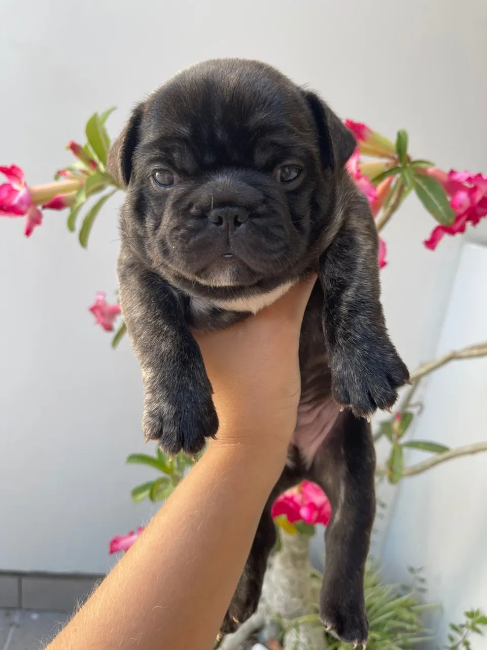 Filhote de Bulldog Francês Macho