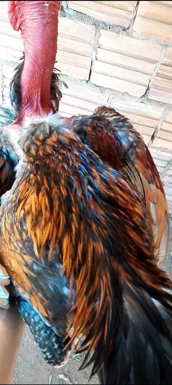 Frango indio polaco - Foto 2