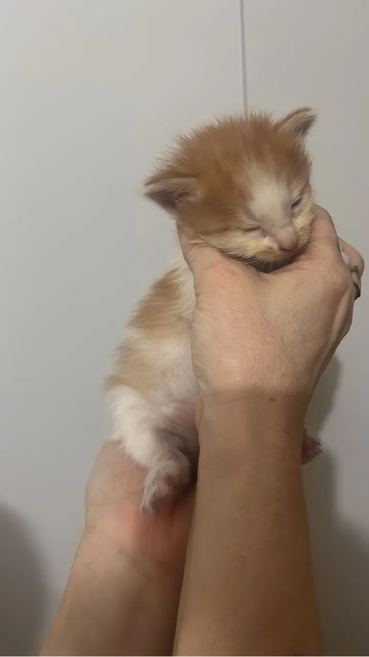 Gatinhos para adoção  - Foto 3