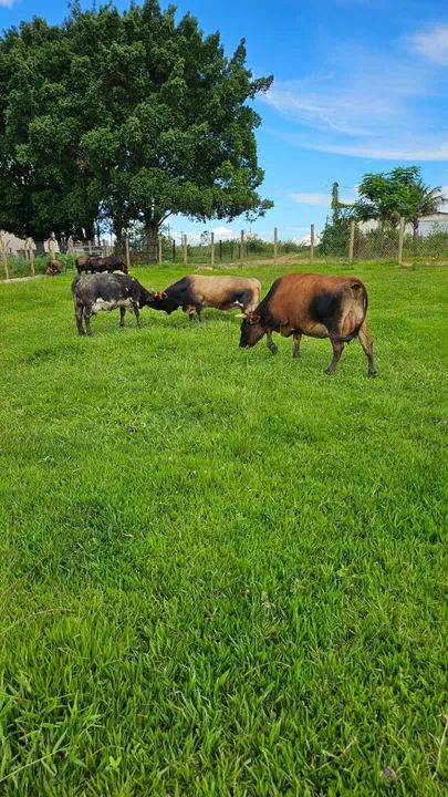 Mini vaca  / as menores 