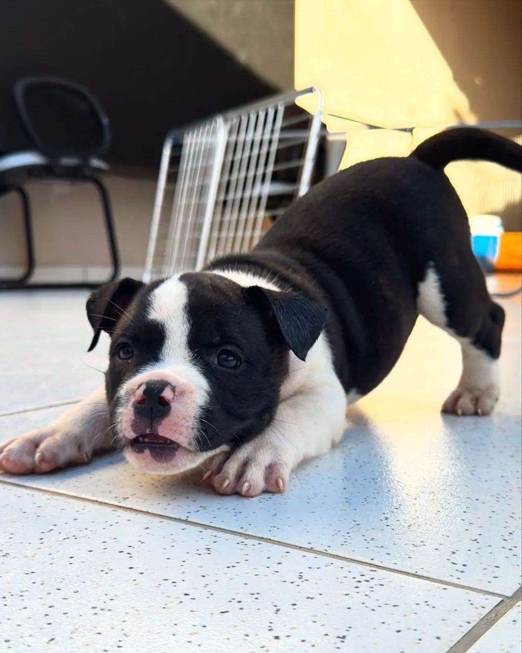 Filhotes de American Bully - Foto 2