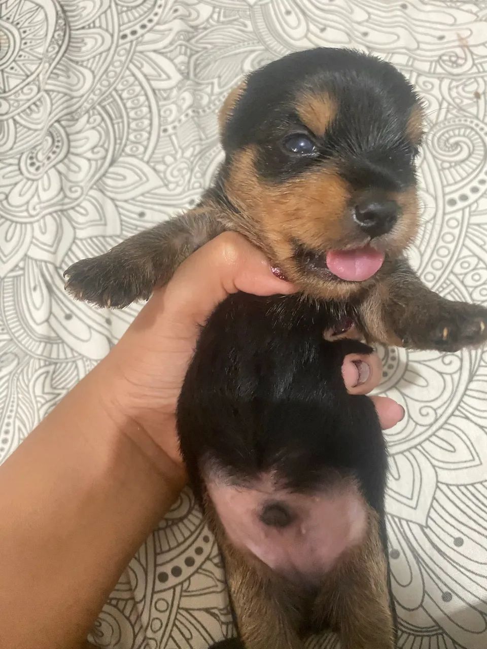 cachorro yorkshire macho  - Foto 3