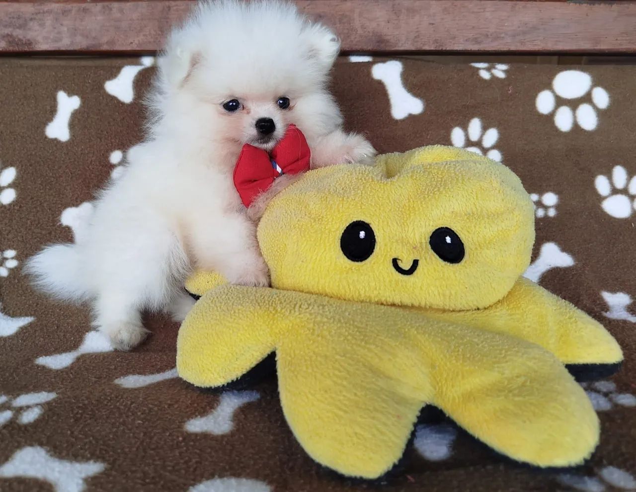 Spitz alemão vacinado e documentado  - Foto 3