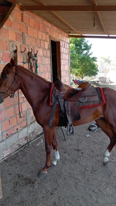 Cavalo Mangalarga Marchador - Foto 2
