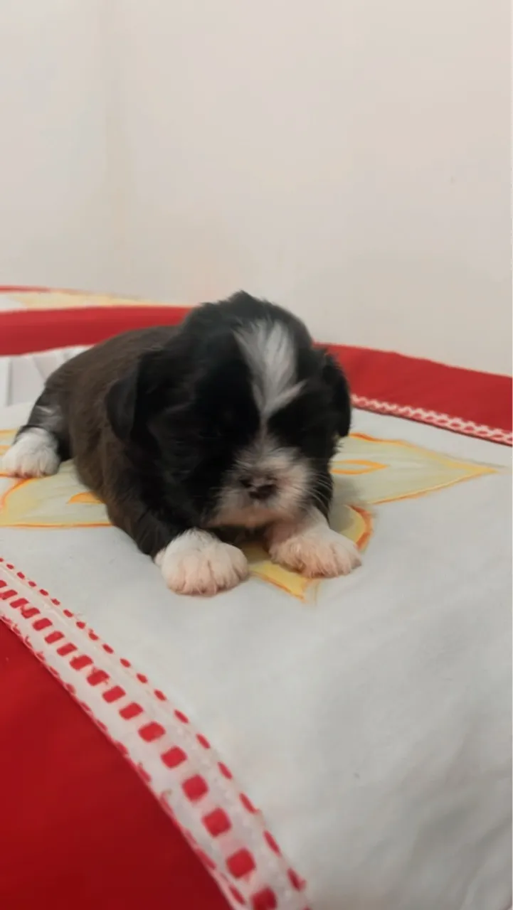 Filhotes Shih Tzu