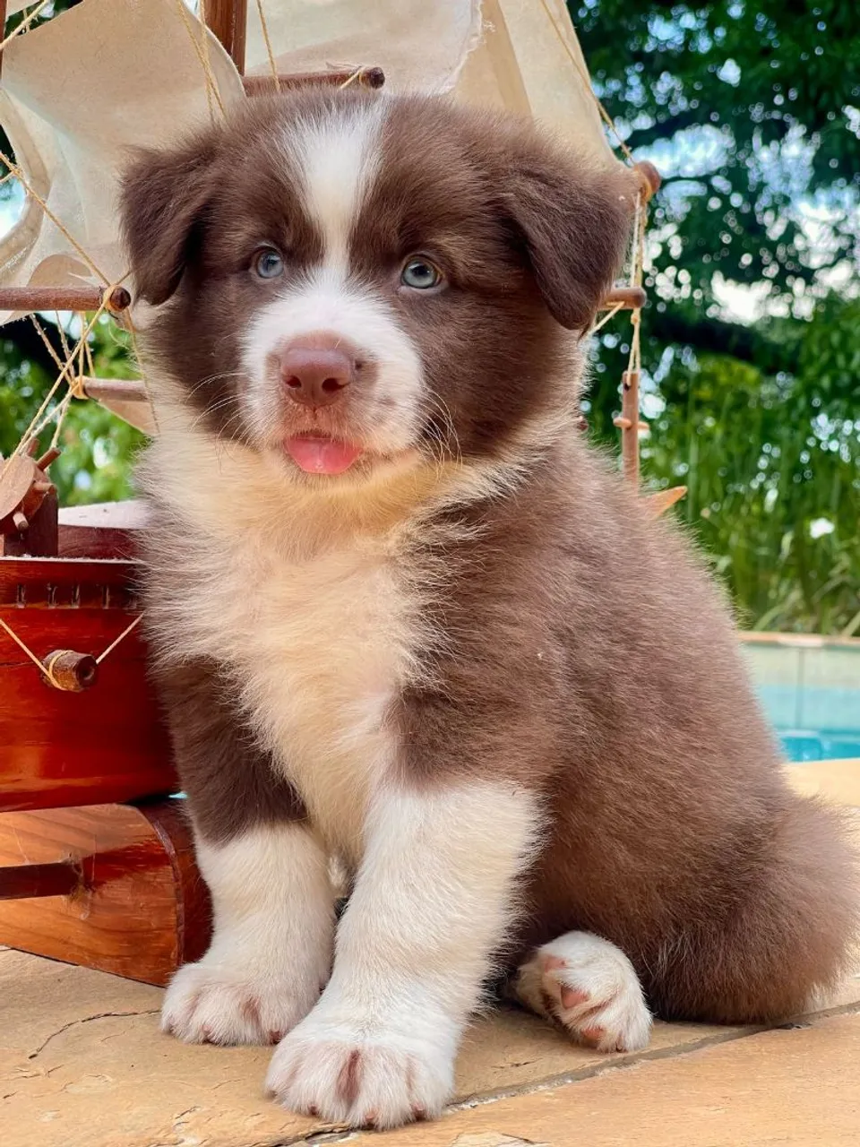 O espetáculo de cachorro 