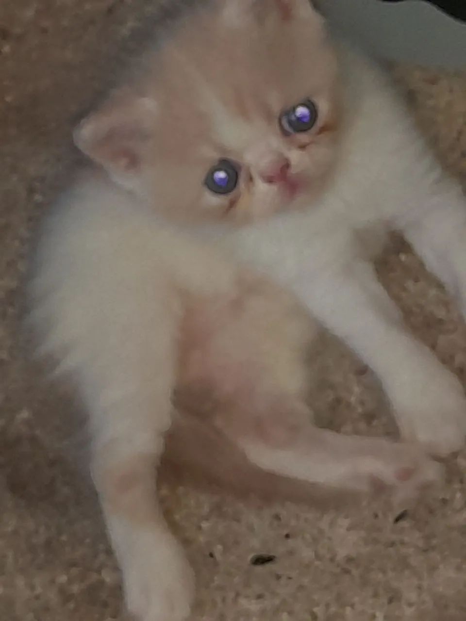 Gatinho persa branco