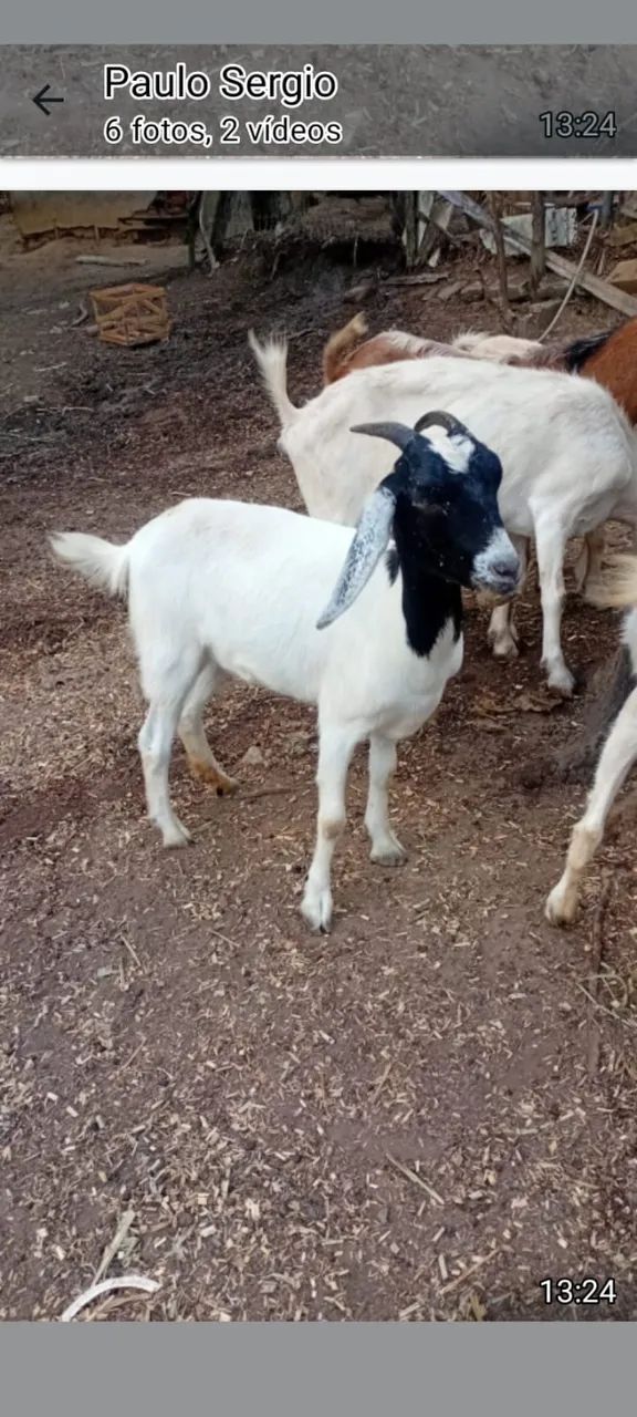 Cabras