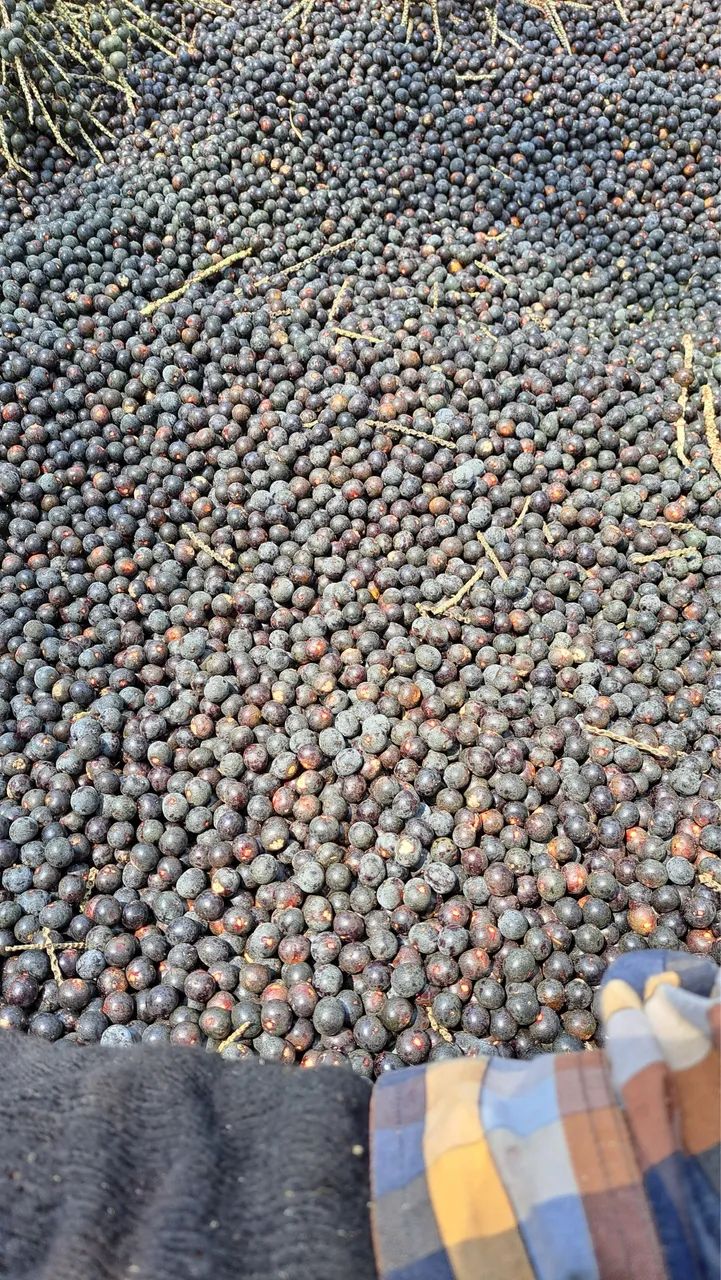 SACA DE AÇAÍ 50kgs | AÇAÍ EM CAROÇO | Brs? Pará - Foto 6